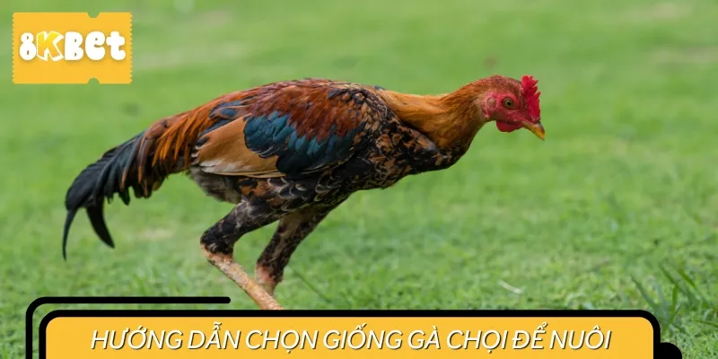 Mẹo chọn giống gà chọi để nuôi cho sư kê mới tập tành