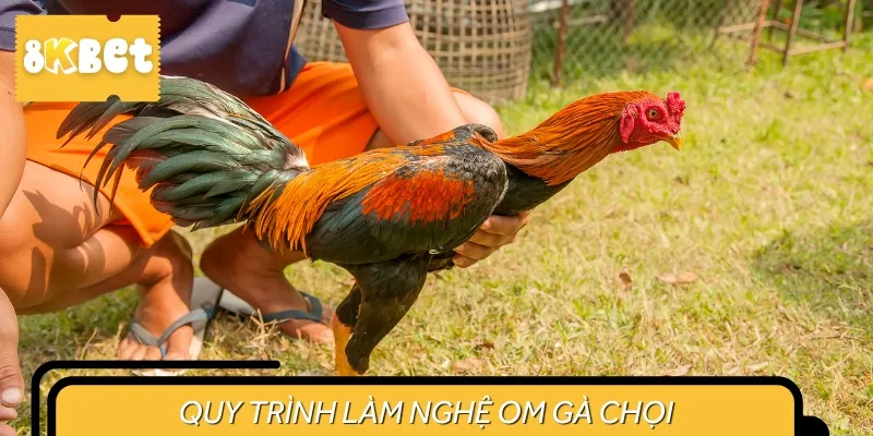 Quy trình làm nghệ để om gà chọi cho sư kê mới bắt đầu