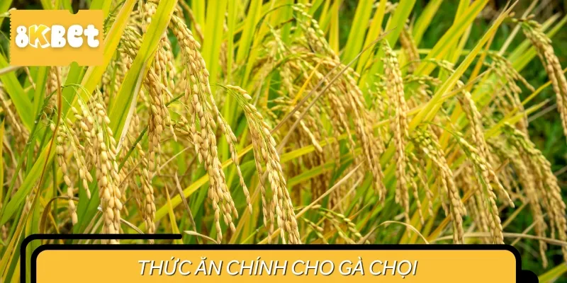 Thức ăn chính cho chiến kê thường là thóc hoặc ngô