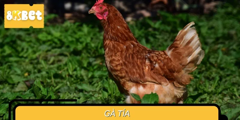 Gà tía có màu lông đỏ thẫm pha đen, nổi bật và uy phong lẫm liệt