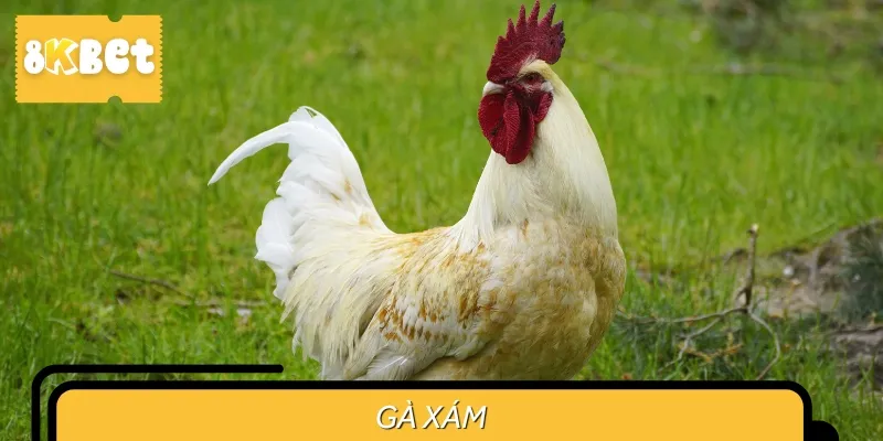 Gà xám có bộ lông màu tro đặc trưng, được sư kê ưa chuộng vì sức bền