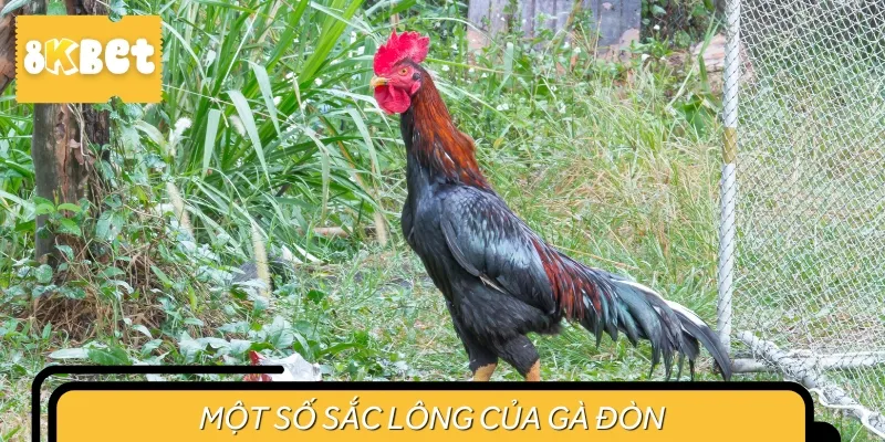 Những sắc lông gà đòn phổ biến trên thị trường mà sư kê cần nhớ