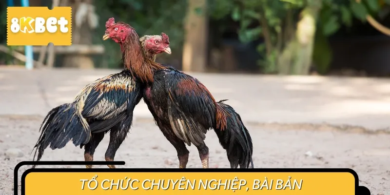 Nhắc đến đá gà trực tiếp C5, người ta sẽ ấn tượng bởi tính chuyên nghiệp