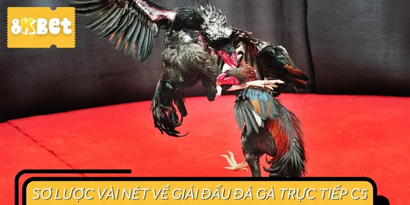 Đá gà trực tiếp C5 là giải đấu nhỏ hơn C1, C2, C3 và C4