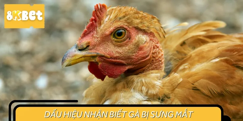 Một số dấu hiệu nhận biết khi gà bị sưng mắt