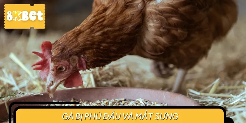 Gà bị phù đầu và mắt sưng có khả năng là do bị bệnh Coryza