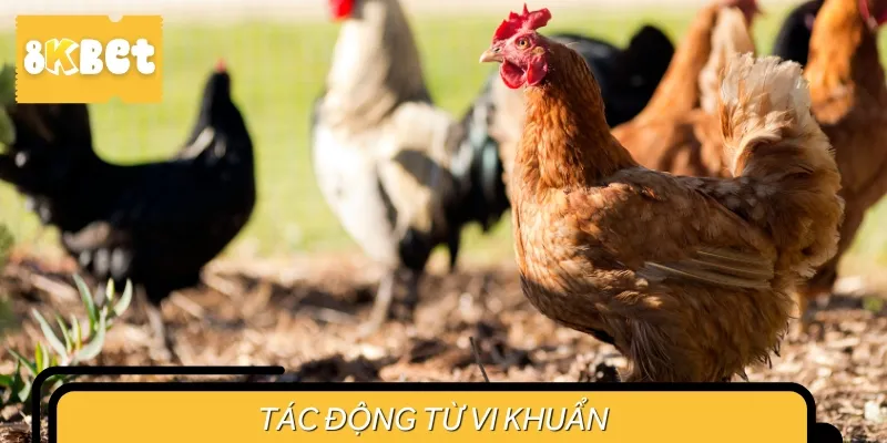 Nguyên nhân khiến gà bị sưng mắt có thể do vi khuẩn