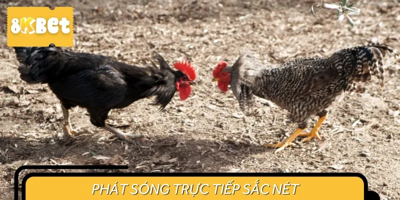 Ngày nay, kê thủ có thể theo dõi trực tiếp sắc nét ngay tại nhà