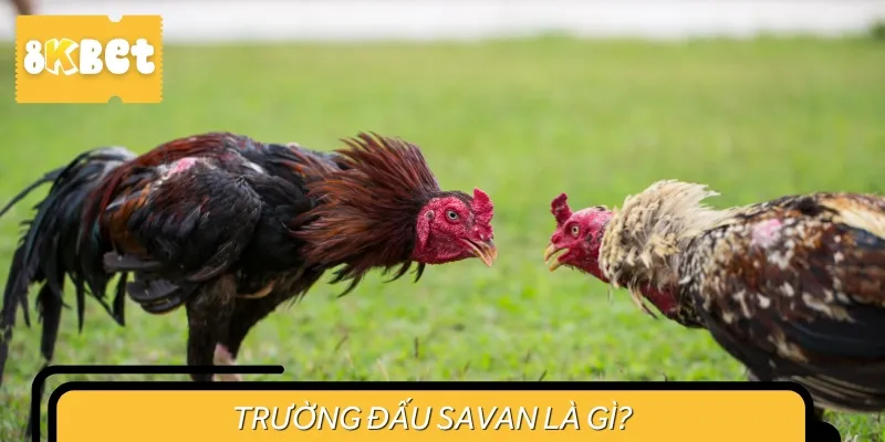 Trường đấu Savan là nơi mà chiến kê sẽ tham gia tranh tài