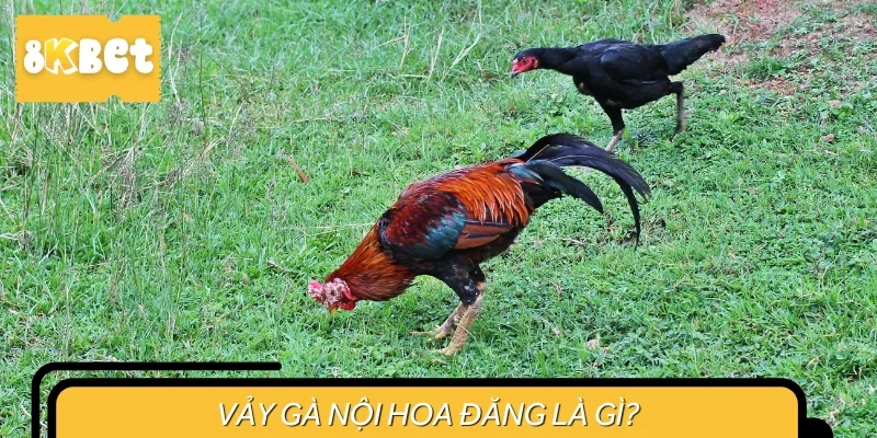 Vảy gà nội hoa đăng là loại vảy nằm ở hàng nội trên chân gà