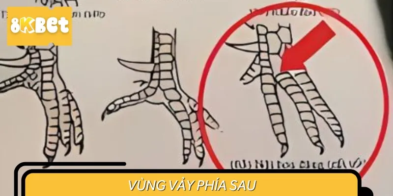Vùng vảy gà nội hoa đăng phía sau khó phát hiện hơn phía trước