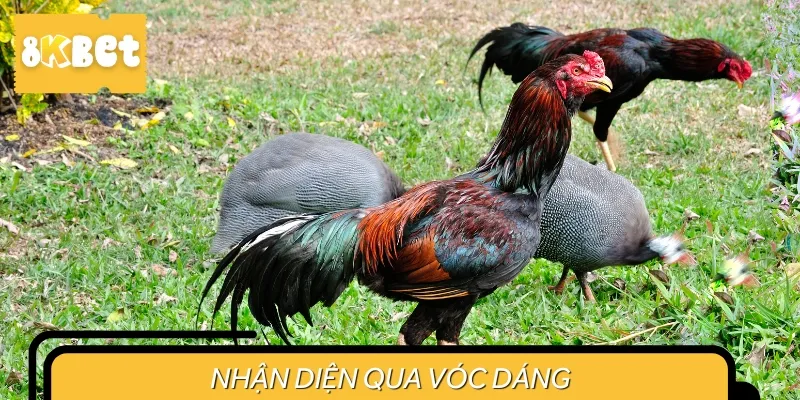 Nhìn vào vóc dáng, sư kê sẽ nhận biết được giống gà chiến sở hữu vảy này